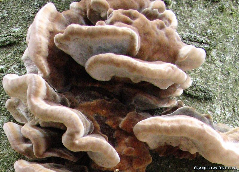 Trametes (Trametes versicolor)